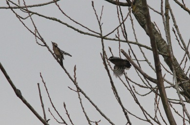 Lesser-spotted Woodpecker, Santon Downham 26th March