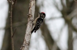 Lesser-spotted Woodpecker, Santon Downham 26th March