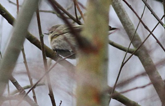 Siberian Chiffchaff, Nar Valley Fisheries 1st January