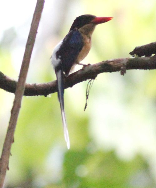 Black-capped Paradise Kingfisher