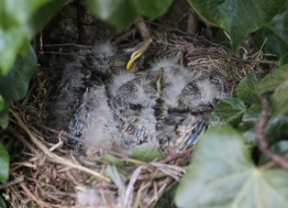 Mistle Thrush nest with 5 chicks, 30th April