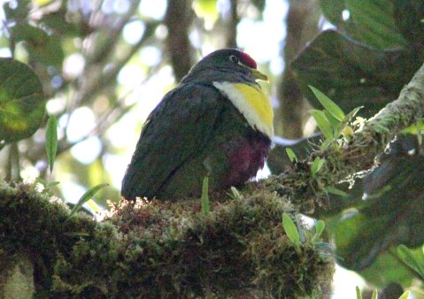 White-breasted Fruit-dove