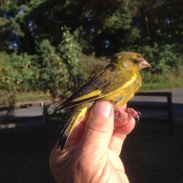 Greenfinch, Cockley Cley 27th August