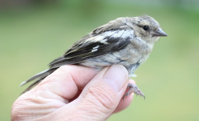 Chaffinch - juvenile ringed at Cockley Cley 15th May