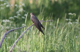 Cuckoo, Lakenheath, 28th May