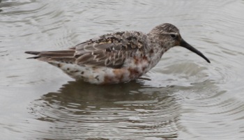 Curlew Sandpiper, Titchwell 28th August