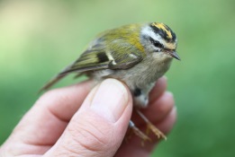 Firecrest female, Swaffham Forest 15th May
