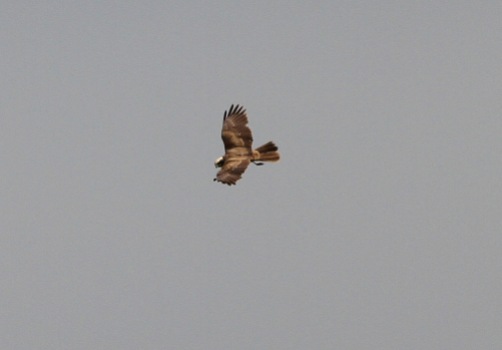 Marsh Harrier, Cockley Cley 13th May