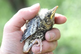 Mistle Thrush chick, Cockley Cley, 1st May