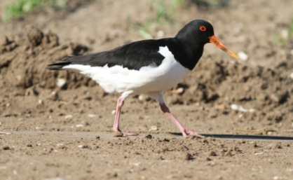 Oystercatcher Cockley Cley 8th May