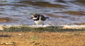 Tundra Ringed Plover, Pentney 14th May