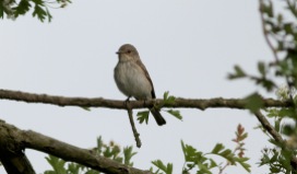 Spotted Flycatcher, Cockley Cley 30th May