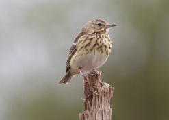 Tree Pipit, Cockley Cley Wood, 1st May