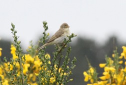 Willow Warbler, Swaffham Forest 26th May