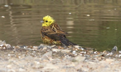 Yellowhammer, Cockley Cley 30th May