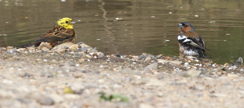 Yellowhammer and Chaffinch, Cockley Cley 30th May