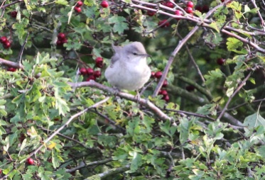 Barred Warbler, Burnham Overy Staithe 15th October
