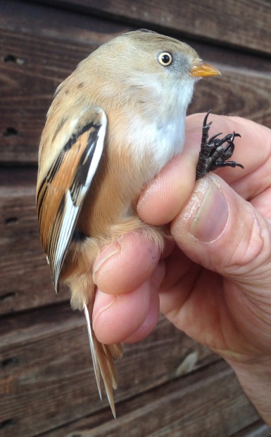 Bearded Tit, Holme 29th October