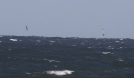 Gannet and Red-throated Divers, Salthouse 2nd October