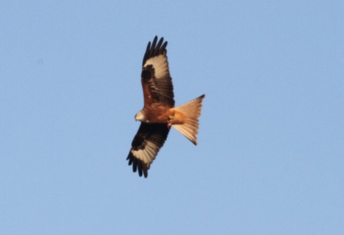 Red Kite, Hilborough. 6th November