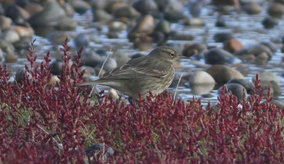 ock Pipit, Salthouse 2nd October