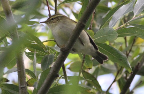 Yellow-browed Warbler, Titchwell 8th October
