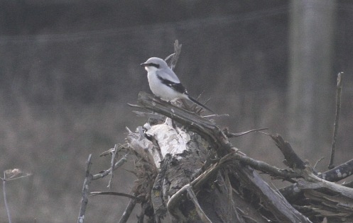 Great Grey Shrike, Nar Valley Fisheries 18th February