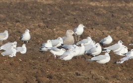 Glaucous Gull, Great Cressingham 27th January
