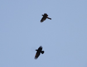 Male Goshawk with Carrion Crow, Cockley Cley 22nd April