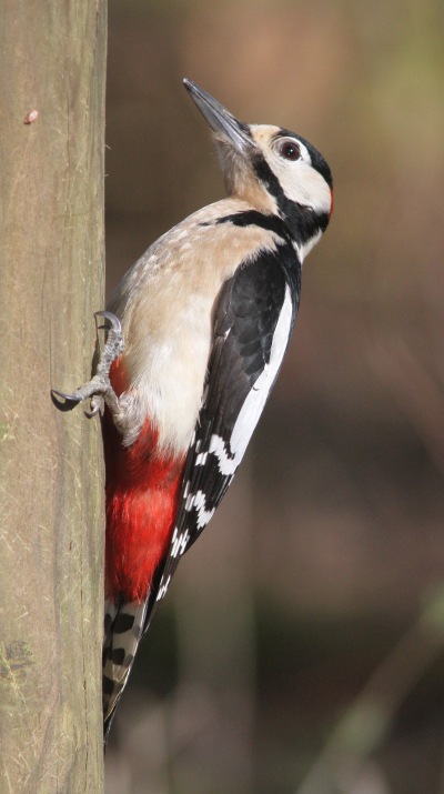 Great-spotted Woodpecker, Cockley Cley 12th March