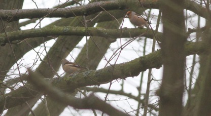 Hawfinch displaying Lynford 19th February