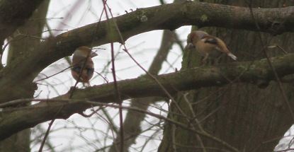 Hawfinch displaying Lynford 19th February