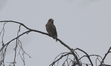 Hawfinch, Lynford 7th January