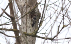 Lesser-spotted Woodpecker, Santon Downham 19th February