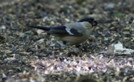 Bullfinch. Mundford Wood, 1st July