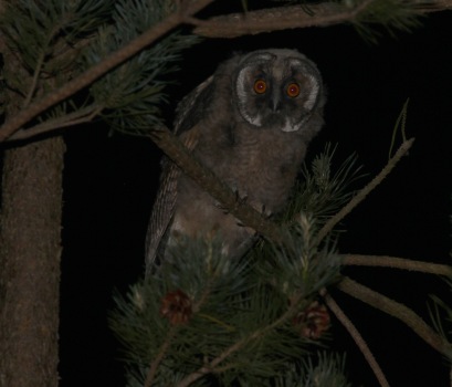 Long-eared Owl, immature 27th May