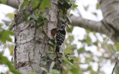 Lesser-spotted Woodpecker, female 15th May