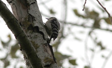 Lesser-spotted Woodpecker, female 13th May