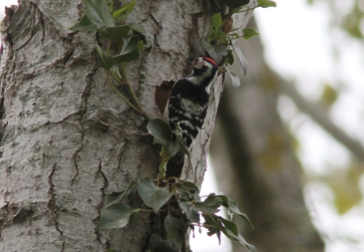 Lesser-spotted Woodpecker, male 13th May