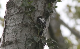 Lesser-spotted Woodpecker, male 13th May