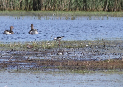 Black-winged Stilt, 2nd male , Potter Heigham 28th May