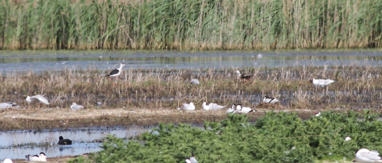 Black-winged Stilts, pair at the nest , Potter Heigham 28th May