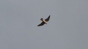 Peregrine, Hilbrough Estate 1st May