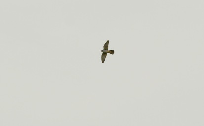 Red-footed Falcon, male, near Cranwich 30th May
