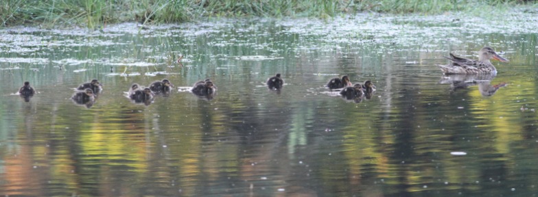 Shoveler with a brood of 12 ducklings near Cockley Cley, 27th May