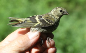 Siskin, immature Cockley Cley 27th May