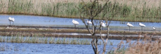 Spoonbills, Potter Heigham, 28th May
