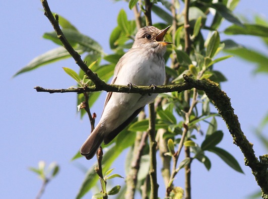 Spotted Flycatcher, Cockley Cley 21st May