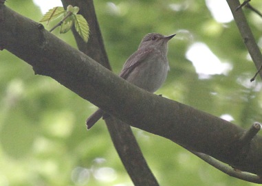 Spotted Flycatcher, Cockley Cley 13th May