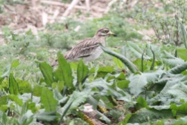 Stone Curlew, Gooderstone Warren, 13th May